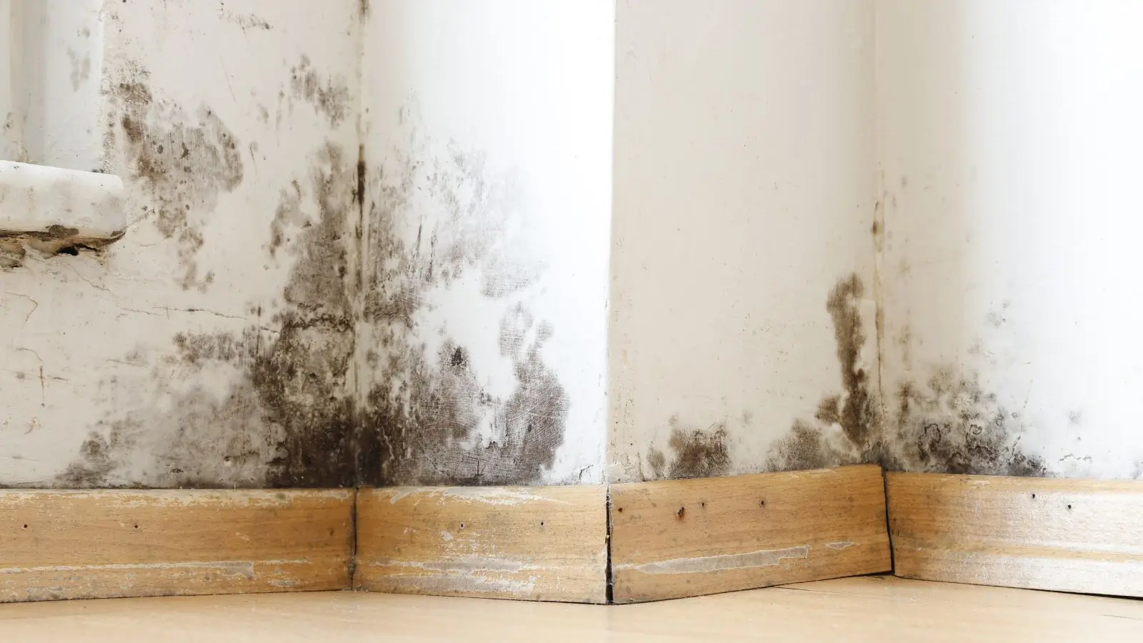 Dark mold growth along the base of a basement wall