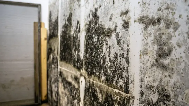 Mold growth on a concrete block basement wall