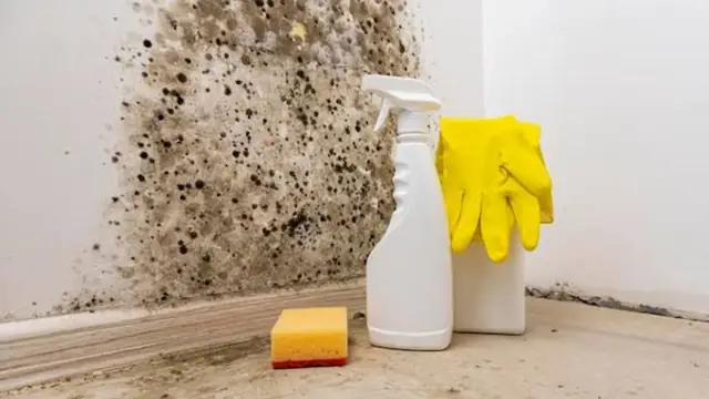 Mold on a wall above the baseboard with cleaning supplies and gloves